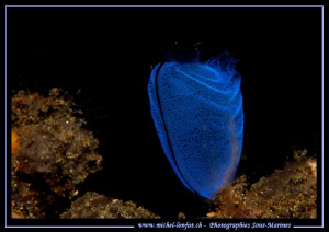 Une Claveline... Blue is Blue... Que du bonheur... :O)... by Michel Lonfat 